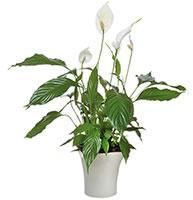 SPATHIPHYLLUM SPATHIPHYLLUM