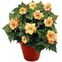 HIBISCUS