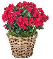 BEGONIA ROUGE