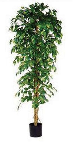 Ficus Benjamina 210cm