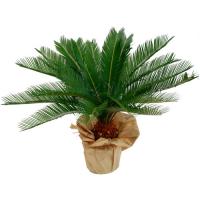 CYCAS