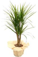 DRACENA DRACENA