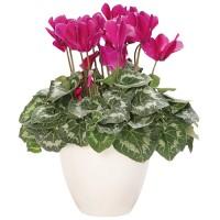 CYCLAMEN FUCHSIA