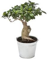 BONSAI GINSENG BONSAI GINSENG