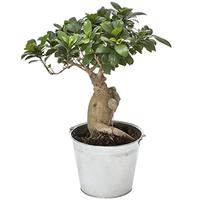 BONSAI GINSENG