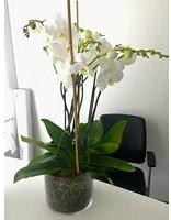 ORCHIDEE LACOSTE