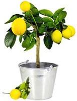 CITRONNIER