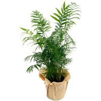 PALMIER ARECA