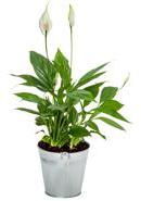 SPATHIPHYLLUM SPATHIPHYLLUM
