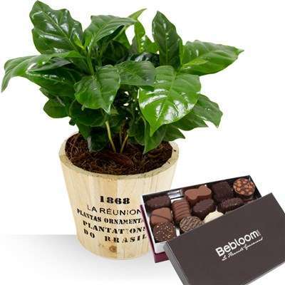 Cafeier et chocolats