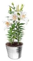 LYS EN POT