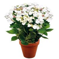 HORTENSIA BLANC