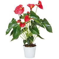 ANTHURIUM ROUGE
