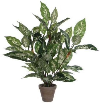 Dieffenbachia