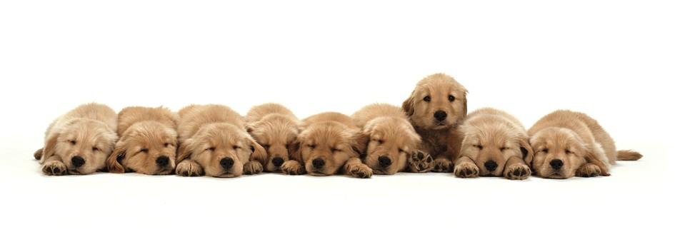 Affiche neuf chiots Golden Retriever Affiche neuf chiots Golden