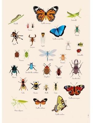 Poster Géant plastifié : Insectes