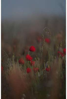 Coquelicot