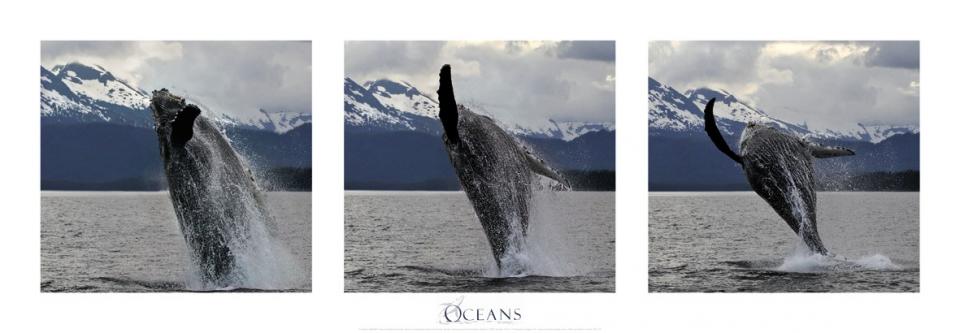 Affiche saut de baleine à bosse Alaska Affiche saut de baleine à