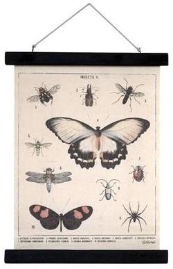 Affiche scolaire HKliving Insectes 40 x 30 cm