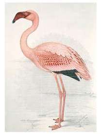 Décoration murale IXXI Greater Flamingo 100 x 140