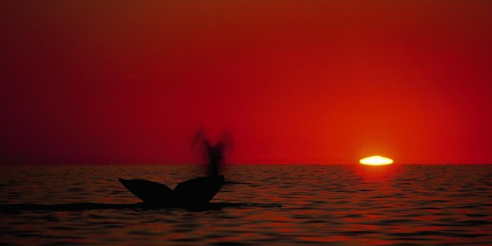 Affiche Baleines grises Mexique Affiche Baleines grises Mexique