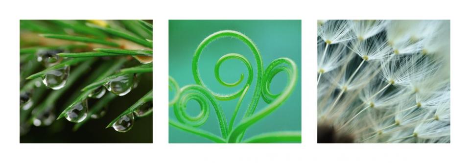 Affiche Nature en vert