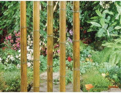 Tige de bambou naturel laquée décorative