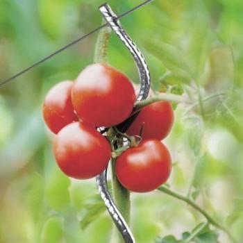 Lot de 5 Tuteurs à tomates avec chas