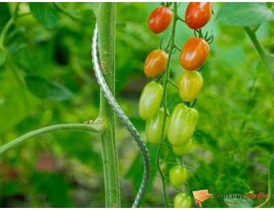 Tuteur à tomates à spirales en acier galvanisé