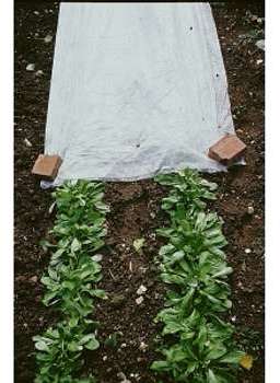 Voile d hivernage 1 1mX250m (30g m2) Voile d hivernage 1 1mX250m