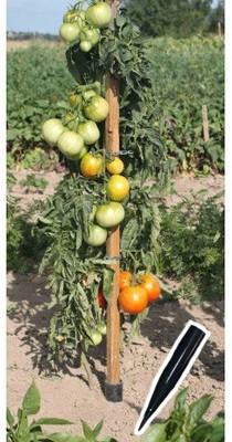 Piquet de tomates en bois 150 cm + cône anti pourr