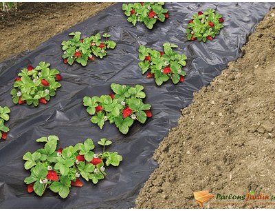 Film de paillage micro-perforé pour fraises en pol