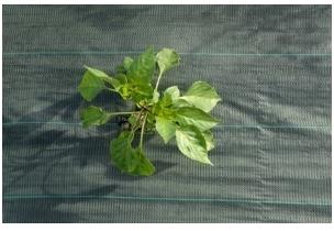 Toile de paillage verte 1,05mX100m (90g/m2)