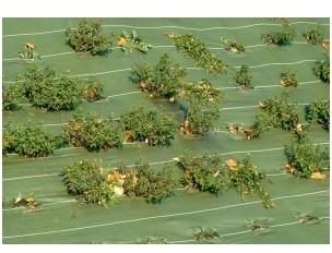 Toile de paillage verte 3,30mX50m (90g/m2)