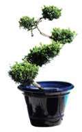 Pot bleu gamme le toscane 52 cm Pot bleu gamme le toscane