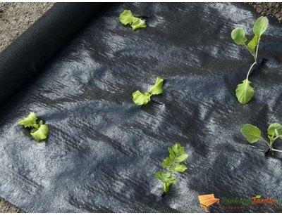 Toile de paillage duo en PP tissé et PE noir 140gr