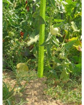 Tuteur tomate en plastique vert anis 1,80 m