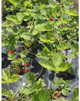 Toile de paillage perforée fraisiers 1,05 m