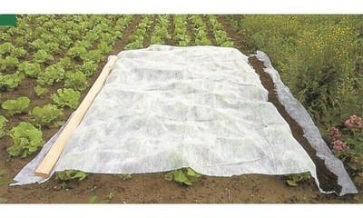 Voile dhivernage et de forçage 10 m x 2 m