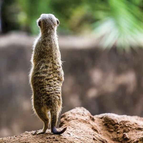 Tableau photo : Suricate