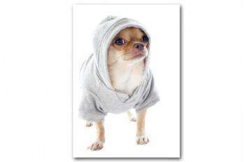 Promo : Tableau Animaux Chihuahua en Sweat L.55 x