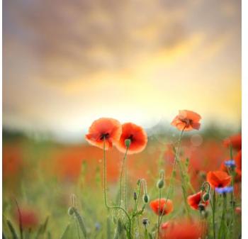 Promo : Tableau Coquelicots Bucolique 80 x 80 Decl