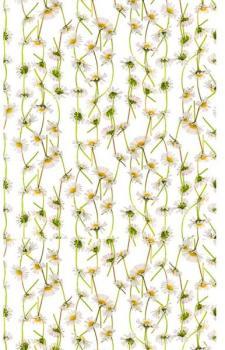 Curious Collections - Papier peint Bellis