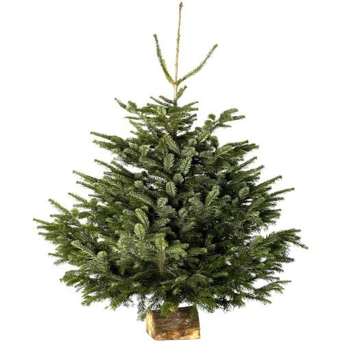 Sapin naturel Nordmann coupé 100/125