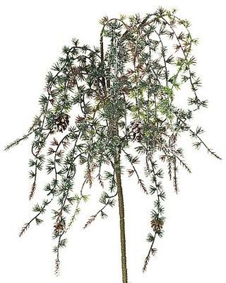Branche avec pommes de mélèze