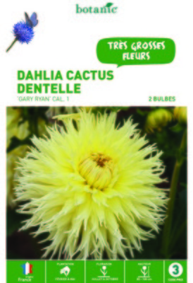 Dahlias fleurs de cactus dentelle Gary Ryan Jaune