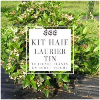 Kit Haie Laurier Tin (Viburnum Tinus) - Haie en Kit Kit Haie Laurier Tin (Viburnum
