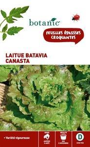Laitue Batavia Canasta Caillard Laitue Batavia Canasta Caillard