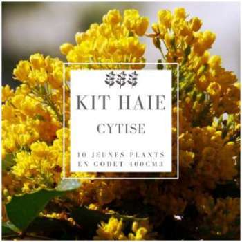 Kit Haie Cytise (Laburnum Anagyroides) - Haie en Kit Kit Haie Cytise (Laburnum