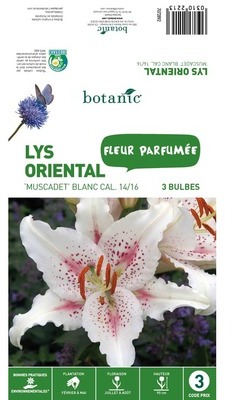 3 bulbes de Lys Oriental Muscadet - Blanc